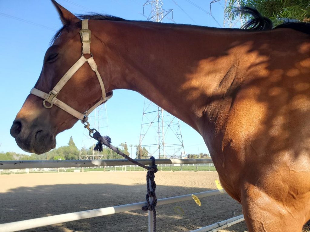 Buddy Adoption Rescue Horse